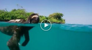 Ленивец плавает вокруг острова в поисках самки