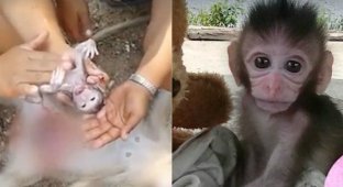 Женщина сделала кесарево сечение погибшей обезьяне, чтобы спасти её детёныша (6 фото)