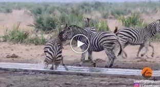 Битва зебр за место у питьевого источника