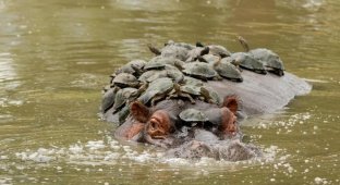 Наглые черепахи используют бегемота как пляж (5 фото)