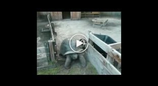 Большая черепаха, большая пробка