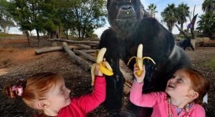 Не надо дразнить гориллу (3 фото)
