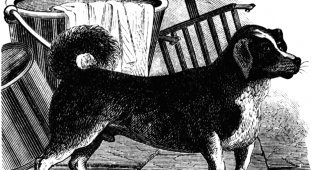 "Как пёс в колесе": как на протяжении двух веков эксплуатировали вертельных собак (6 фото)