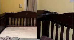 Австралийка заметила за детской кроваткой питона (6 фото)