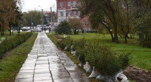 В Барнауле из сквера у Мемориала Славы похитили 22 молодые ели (4 фото)