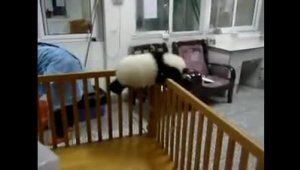 Панда отчаянно пытается сбежать на свободу