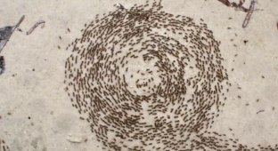 Карусель смерти: Жуткое явление из мира муравьёв. Круговорот экстремального истощения (4 фото + 1 гиф)