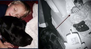 Ночью пёс поднял хозяйку с кровати чтобы спасти ребенка (6 фото)