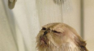 Кот который любит принимать душ (3 фотографии)