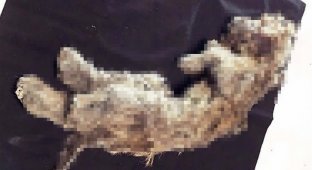 В вечной сибирской мерзлоте обнаружен 50-тысячелетний пещерный львёнок (3 фото)
