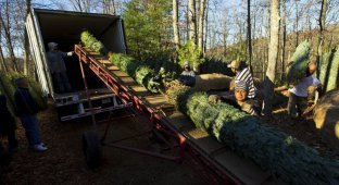 Как заготавливают новогодние елки в США (16 фото)