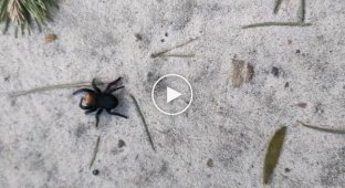 Ядовитый паук в лесу Конча-Заспа