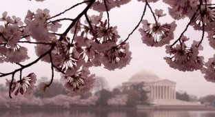 Фотографии цветущей вишни