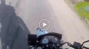 Кот отдал мотоциклисту свою жизнь