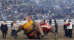 Необычное зрелище: Верблюжьи бои в Турции (13 фото)