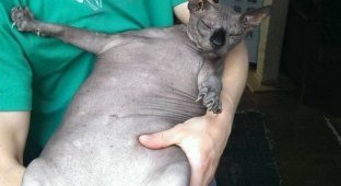 Коту-сфинксу пора сесть на диету (3 фото)