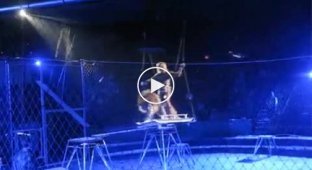Нападение львов в Цирке