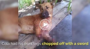 Пёс начал прыгать от счастья, когда получил протезы