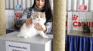 Выставка котов в Киеве (20 фото)