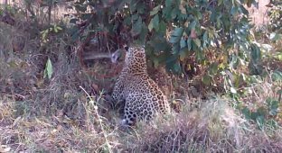 Захватывающее зрелище: смертельный поединок между леопардом и гигантским питоном (3 фото + 1 видео)