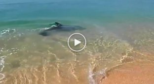 Отдыхающие сняли игривую погоню дельфина за рыбой