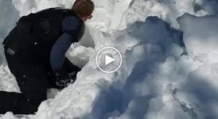 Четверо друзей вызволили лося, застрявшего в глубоком снегу