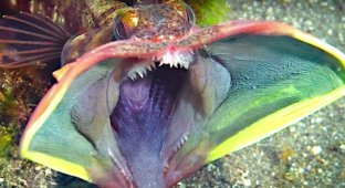 Необычные обитатели морских глубин на снимках рыбака (24 фото)