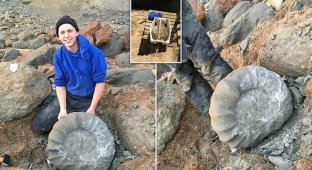 Британские студенты нашли на берегу древнего гиганта (6 фото + 1 видео)