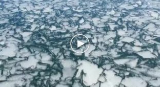 Рыбак спас оленёнка, застрявшего на тонком льду озера ёнок, озеро, лёд, рыбак