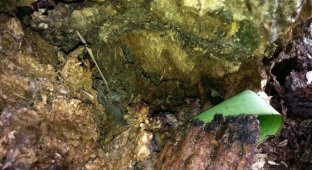 Найди лягушку (2 фотографии)