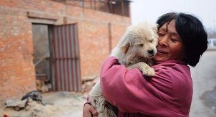 Китаянка спасла сотню собак от съедения на фестивале (9 фото)