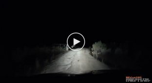 Встреча с кенгуру на ночной дороге