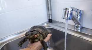 Двухглавая черепаха, которой скоро исполниться 23 года (5 фото)
