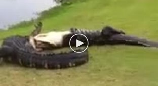 Схватка двух крокодилов на поле для гольфа