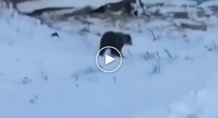 Не все медведи впали в спячку на Камчатке (мат)