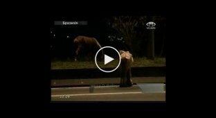 В Бразилий сбили лошадь... Нельзя так... :(