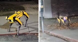 Робопёс Boston Dynamics блуждает по улицам Онтарио и пугает интернет (16 фото)