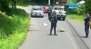 Важная полицейская операция. Правоохранители перекрыли дорогу, чтобы ленивец смог ее перейти