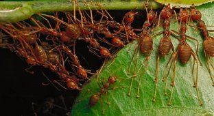 Удивительные муравьи-портные (20 фото)