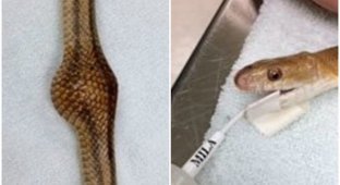 Ветеринары достали из змеи мяч для пинг-понга, который та приняла за еду (6 фото)