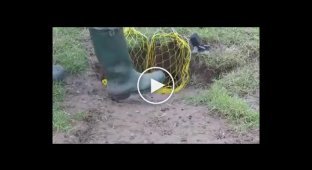 Легкая охота на кролика при помощи мангуста