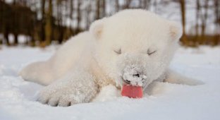 Животные, который первый раз в жизни увидели снег