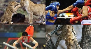 Проект Пола Голдштейна «Олимпиада с животными» (30 фото)