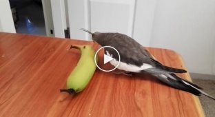 Талантливый попугай напевает песенку