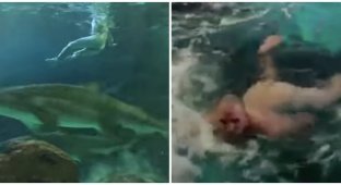 Пьяный канадец голышом поплавал в аквариуме с акулами (2 фото + 1 видео)