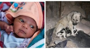 Когда бродячие собаки милосерднее родителей: история спасения новорожденной в Индии (2 фото)
