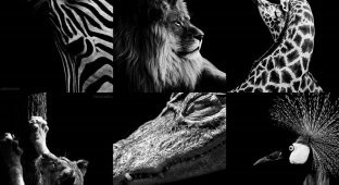 Темный зоопарк Ника Эваристе (15 фото)