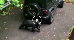 Мужчина отругал медведя, решившего залезть в его машину