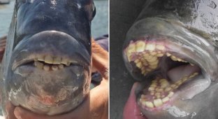 Рыбу с человеческими зубами поймали у побережья США. Но что же это такое? (4 фото)