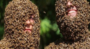 Канадские фермеры провели конкурс пчелиной бороды (5 фото + видео)